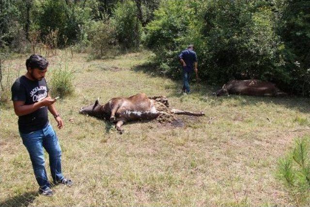 Köye Kadar Inen Ayılar 3 Ineği Telef Etti