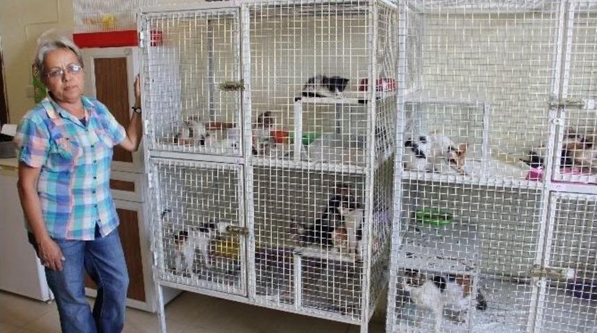 Hayvan Barınağında K&ouml;t&uuml; Muamele İddiası