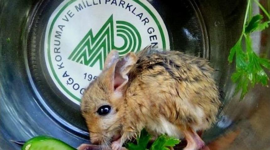 Iğdır&rsquo;da Arap Tavşanı Şaşkınlığı