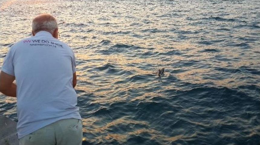 (&ouml;zel Haber) Balık Beklerken Oltaya Martı Takıldı