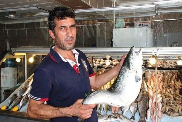 (&ouml;zel Haber) Balık Fiyatları Altını Solladı 1