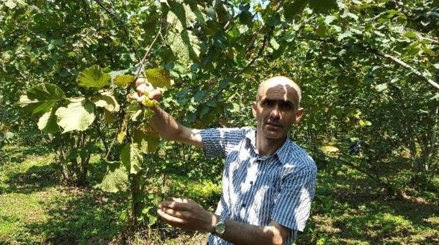 Fındık &Uuml;reticilerini Zor G&uuml;nler Bekliyor