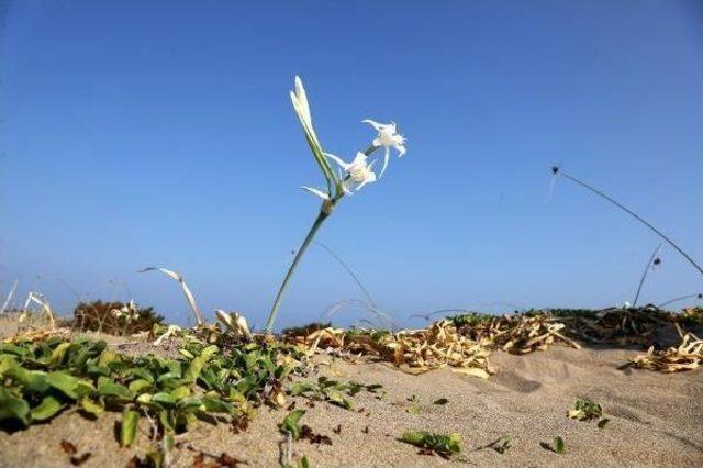 Young Volunteers Take Turn To Protect Sea Daffodils From Tourists In Southeastern Coast