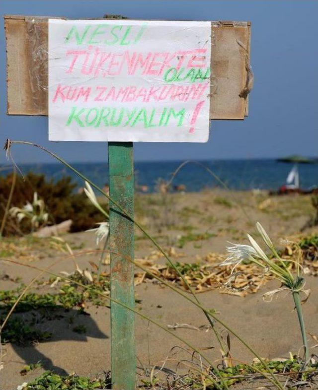 Young Volunteers Take Turn To Protect Sea Daffodils From Tourists In Southeastern Coast