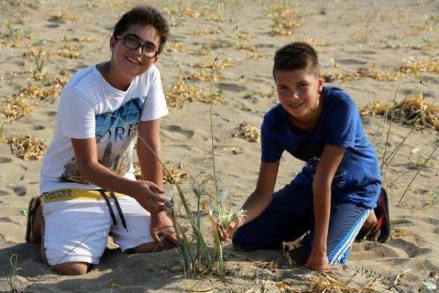 Young Volunteers Take Turn To Protect Sea Daffodils From Tourists In Southeastern Coast