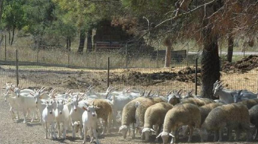 &Uuml;niversitenin Kurbanlık Ke&ccedil;ileri