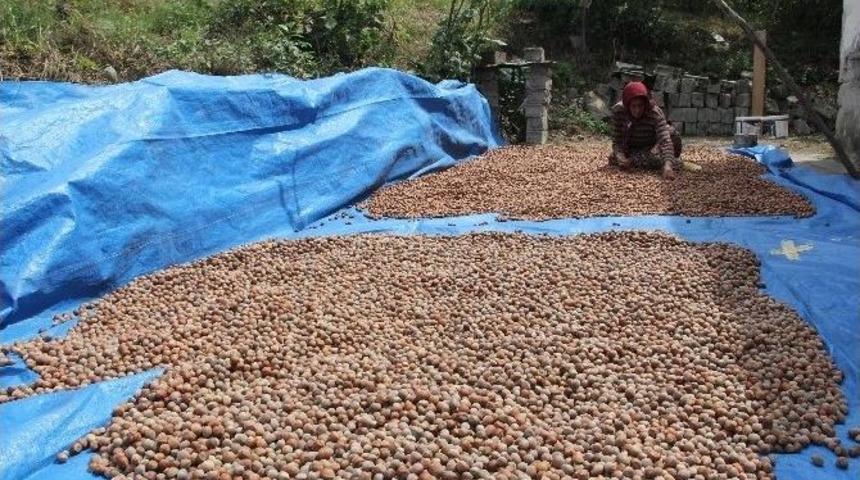 Fındıkta Toplama Ve Kurutma İşlemleri S&uuml;r&uuml;yor