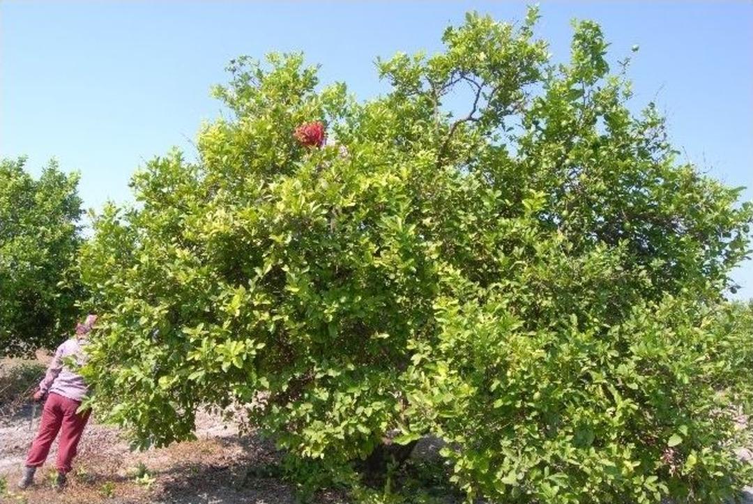 Muğla&rsquo;da Limon İhalesi Yapıldı