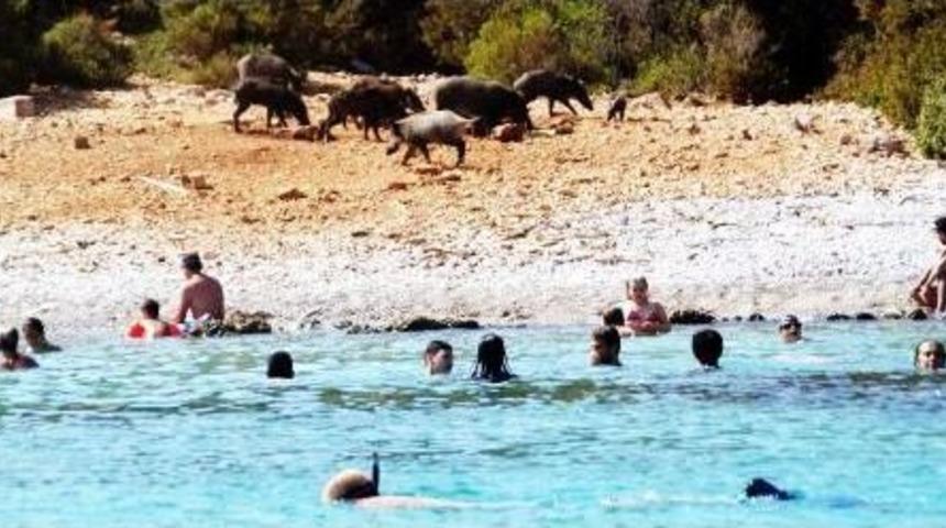 20 Hungry Pigs Hit Bodrum Beaches, Socialise With Tourists