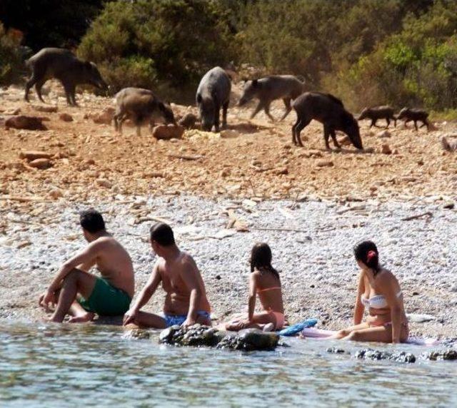 20 Hungry Pigs Hit Bodrum Beaches, Socialise With Tourists