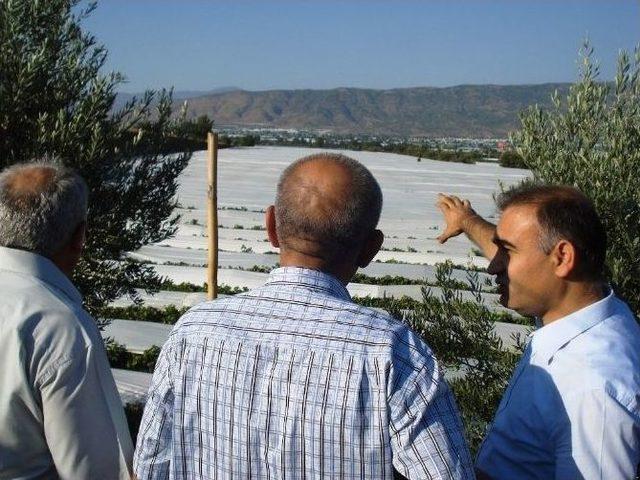 Sarıgöl Kaymakamı Işık, Üzüm Bağlarını İnceledi