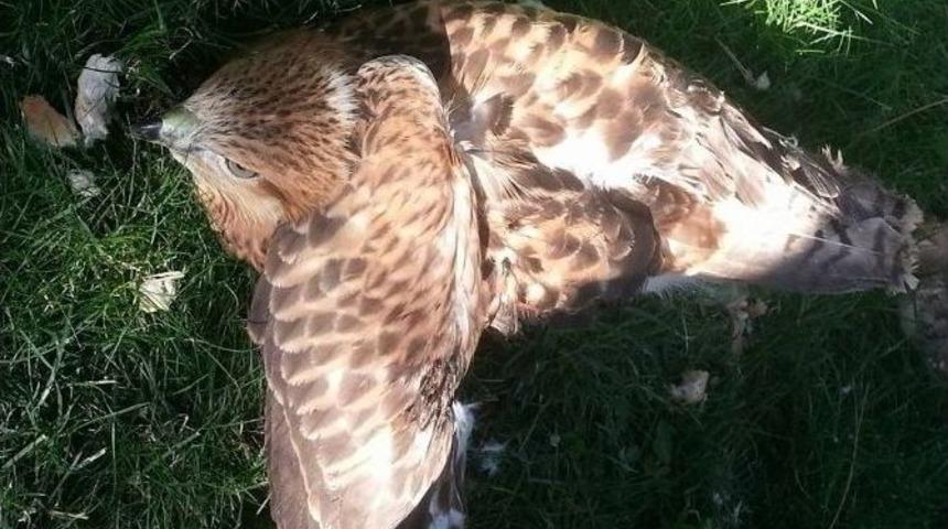 Yaralı Şahine Şefkat Eli Uzandı