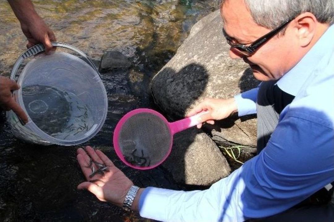 62 Bin Alabalık Doğayla Buluştu