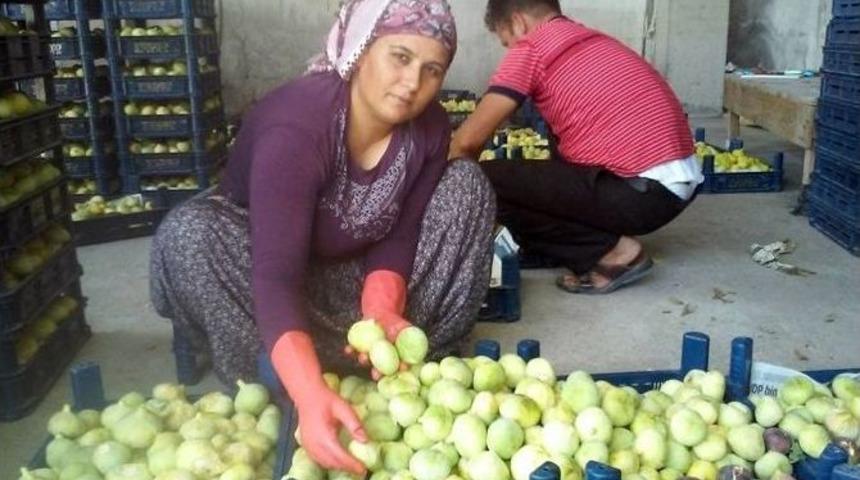 İncir &Uuml;reticinin Y&uuml;z&uuml;n&uuml; G&uuml;ld&uuml;rd&uuml;