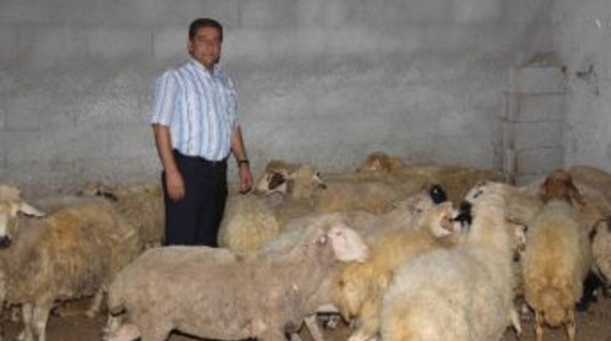 "bu Yıl Kurbanlık Fiyatları 500-600 Tl Arasında Olur"