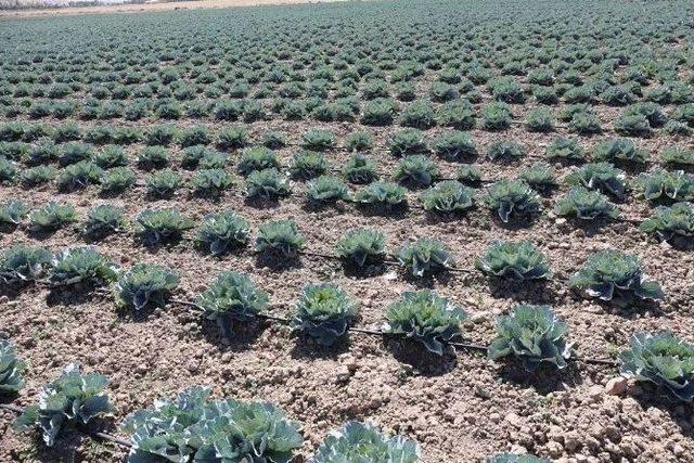 G&uuml;rpınar Belediyesi&rsquo;nden A&ccedil;ık Sera Hizmeti 1