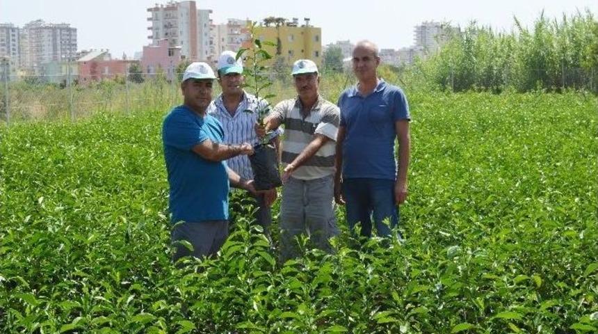 Sertifikalı Fidanlara Yoğun Talep