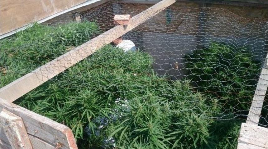 Evinin Bah&ccedil;esinde Hint Keneviri Ele Ge&ccedil;irildi