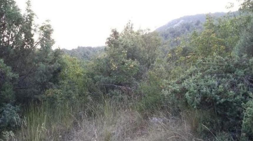 Ektiği Hint Kenevirlerini Sulamaya Gelince Yakalandı