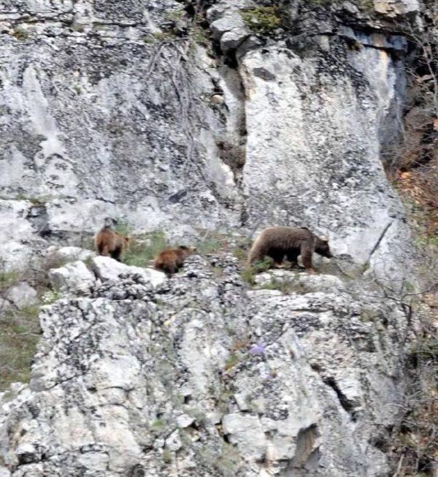 Kastamonu’Da 50 Bin Liraya 5 Ayı Vurulacak