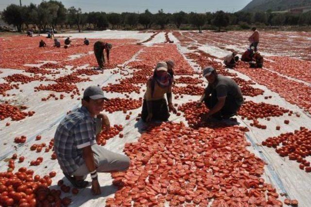 Mevsimlik Işçi Istihdamında Suriyeli Dönemi