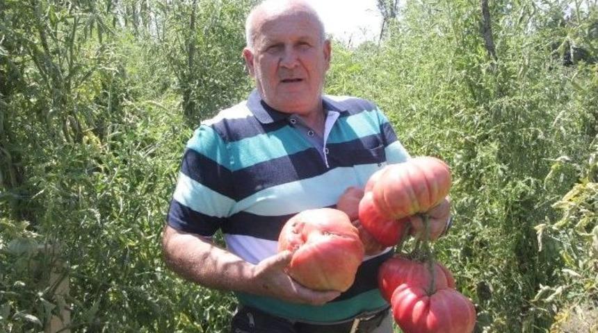 (&ouml;zel Haber) 1,8 Kiloluk Organik Osmanlı Domatesi Yetiştirdi