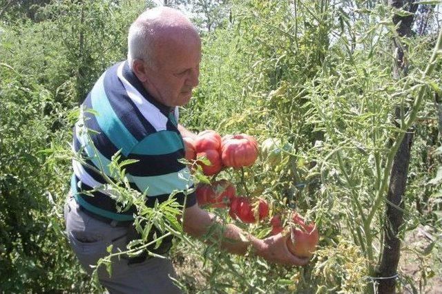 (&ouml;zel Haber) 1,8 Kiloluk Organik Osmanlı Domatesi Yetiştirdi 1