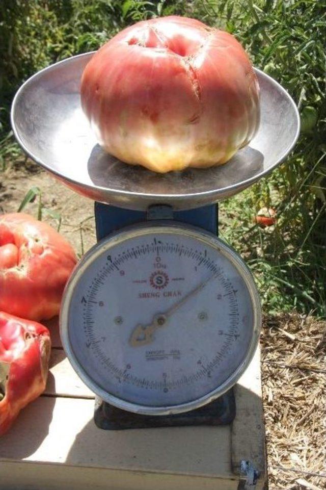 (&ouml;zel Haber) 1,8 Kiloluk Organik Osmanlı Domatesi Yetiştirdi 2