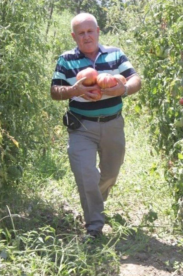 (&ouml;zel Haber) 1,8 Kiloluk Organik Osmanlı Domatesi Yetiştirdi 3
