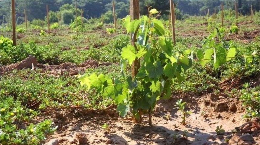 Buca&rsquo;daki &Uuml;z&uuml;m Bağı&rsquo;nın İlk Fideleri Yeşeriyor