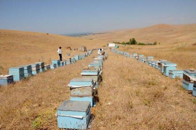 Van'daki Arıcılar 'balın Tadı Kaçtı' Diyor