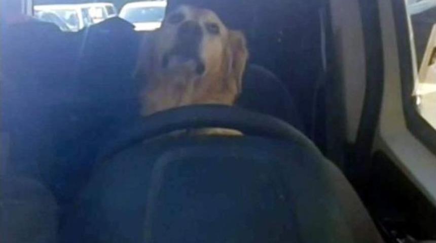 (&ouml;zel Haber) Şof&ouml;r Koltuğundaki K&ouml;pek Klimanın Tadını &Ccedil;ıkardı