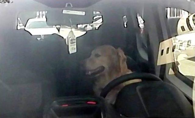 (özel Haber) Şoför Koltuğundaki Köpek Klimanın Tadını Çıkardı 1