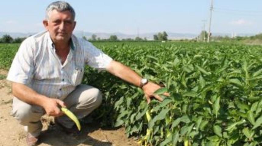 Biber Altın &Ccedil;ağını Yaşıyor