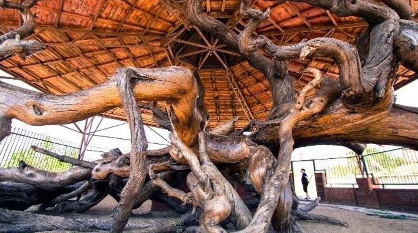 12 Asırlık Tarihi &Ccedil;am Koruma Altında