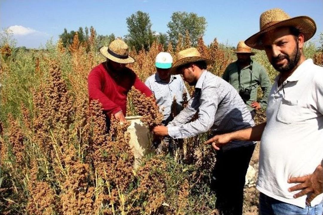 (&ouml;zel Haber) Kinoa Bitkisinin Tohum Hasadı Yapıldı
