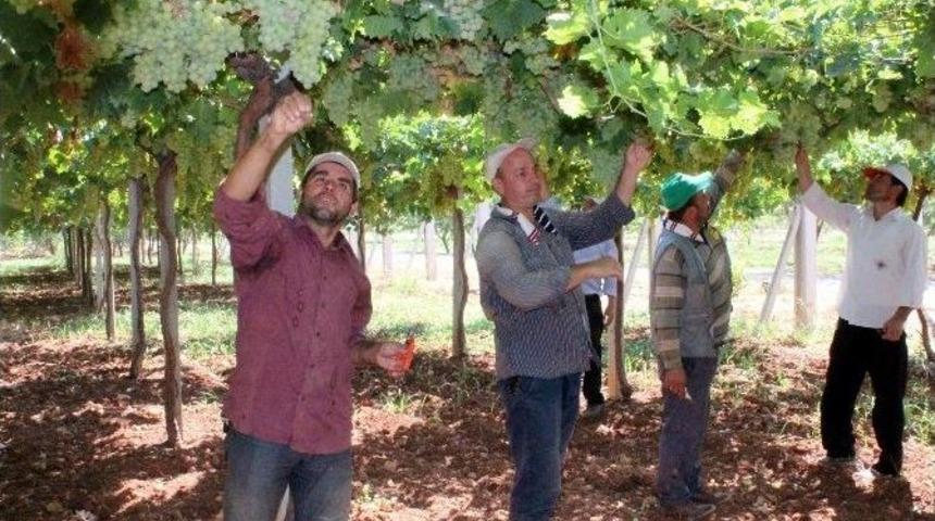 Terbiye Sistemiyle Daha Sağlıklı &Uuml;z&uuml;m