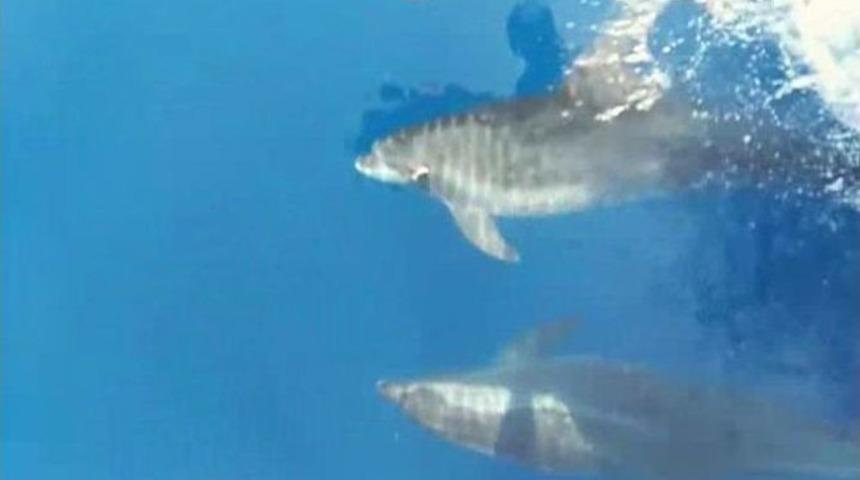 Yunuslar Marmaris K&ouml;rfezi&rsquo;nde Şov Yaptı