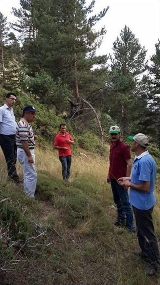 Erzurum Obm’de Silvikültür Uygulamaları Denetimi