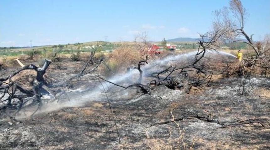 Alevler, Yırca'daki 'zafer Ağa&ccedil;ları'nı K&uuml;le &Ccedil;evirdi