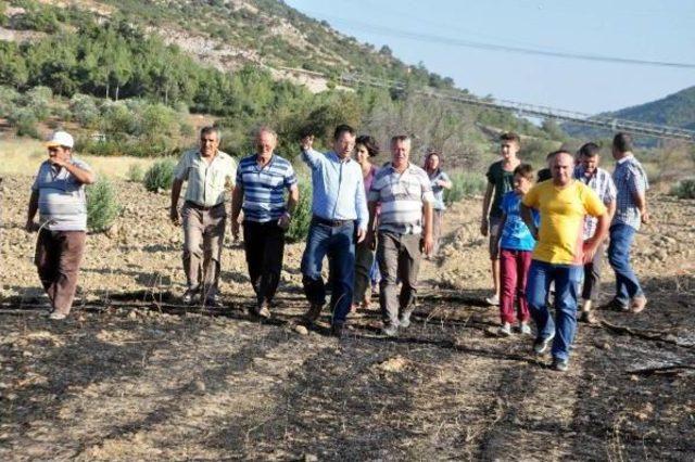 Alevler, Yırca'daki 'zafer Ağaçları'nı Küle Çevirdi (2)