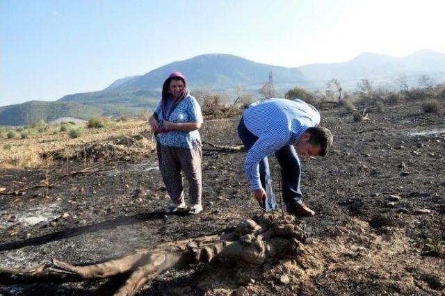 Alevler, Yırca'daki 'zafer Ağaçları'nı Küle Çevirdi (2)