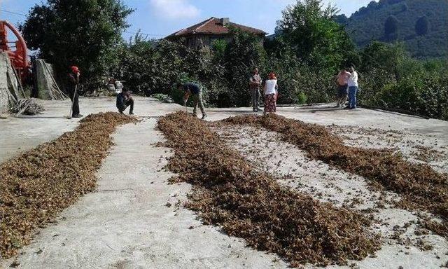 Fındık Üreticileri, Fındık Fiyatları Artana Kadar Satmayacaklar