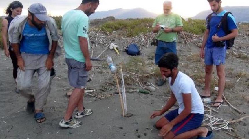 Yavru Kaplumbağalar Denizle Buluştu