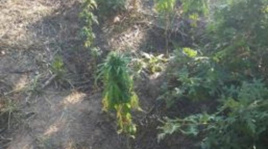 &Ccedil;an&rsquo;da 41 K&ouml;k Hint Keneviri Ele Ge&ccedil;irildi