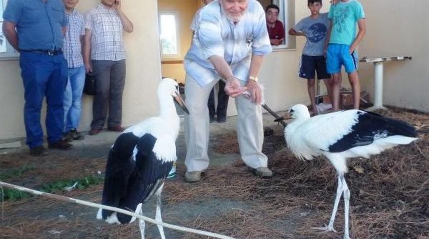 Yuvadan D&uuml;şen Leylek Yavrularına Mahalleli Sahip &Ccedil;ıktı