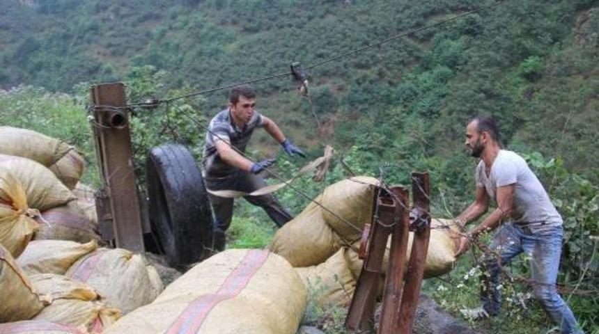 &Uuml;retici Yama&ccedil; Arazideki Fındığını Ilkel Teleferikle &Ccedil;ekiyor