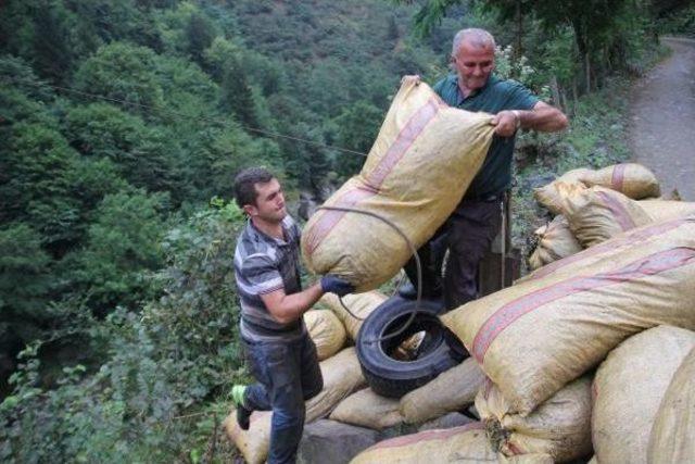 Üretici Yamaç Arazideki Fındığını Ilkel Teleferikle Çekiyor