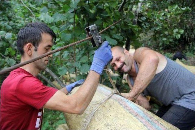 Üretici Yamaç Arazideki Fındığını Ilkel Teleferikle Çekiyor