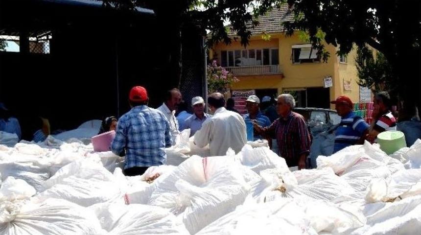Sarıg&ouml;l&rsquo;de Haşhaş Kaps&uuml;l&uuml; Alımları Tamamlandı
